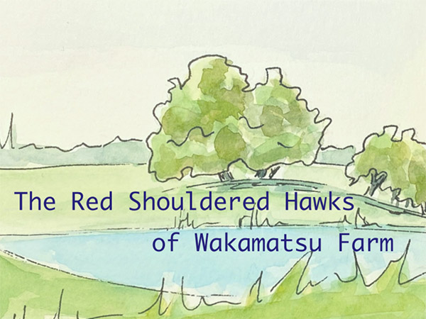 KayBeeBooks - The Red Shoulder Hawks of Wakamatsu Farm
